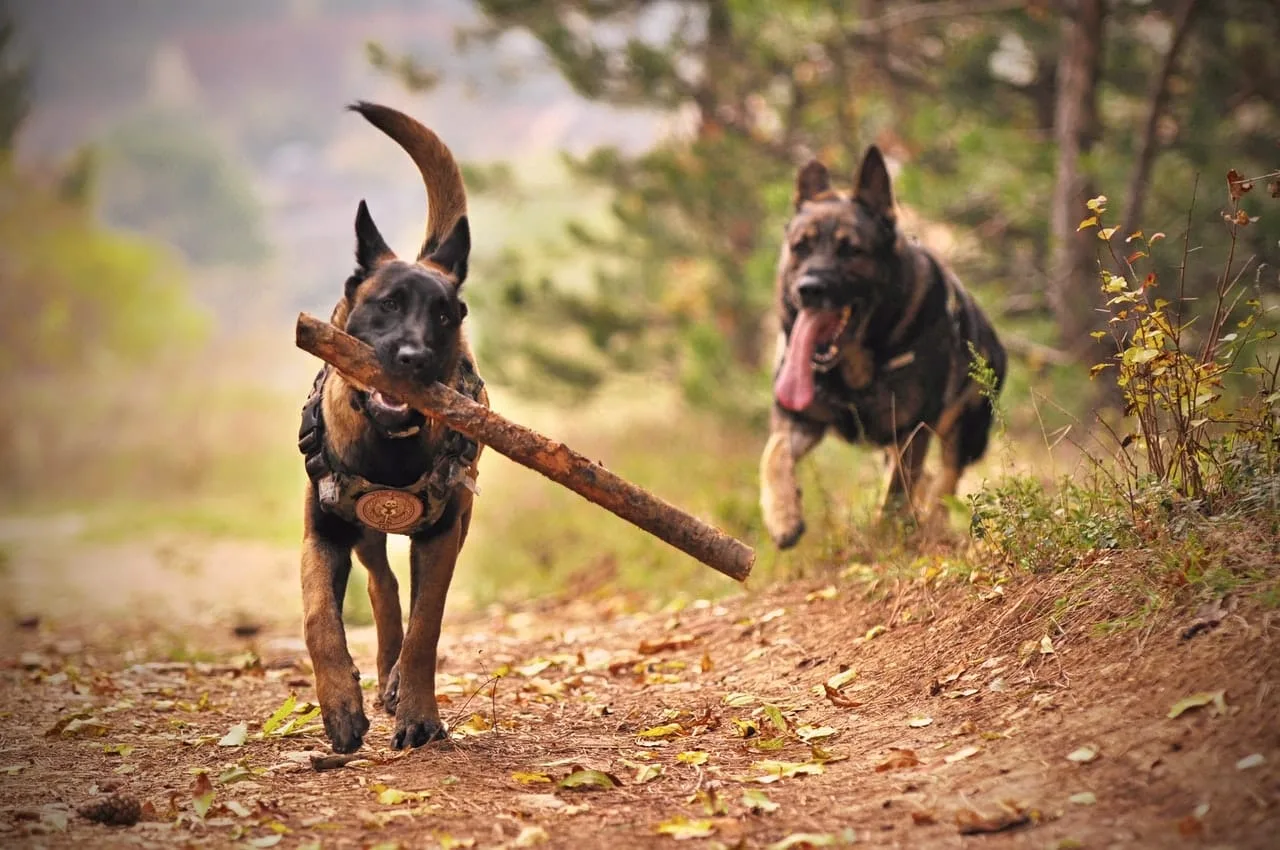 Chien obèse avec un excès de poids visible dans un parc