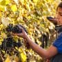 vin rouge de Giulia Negri
