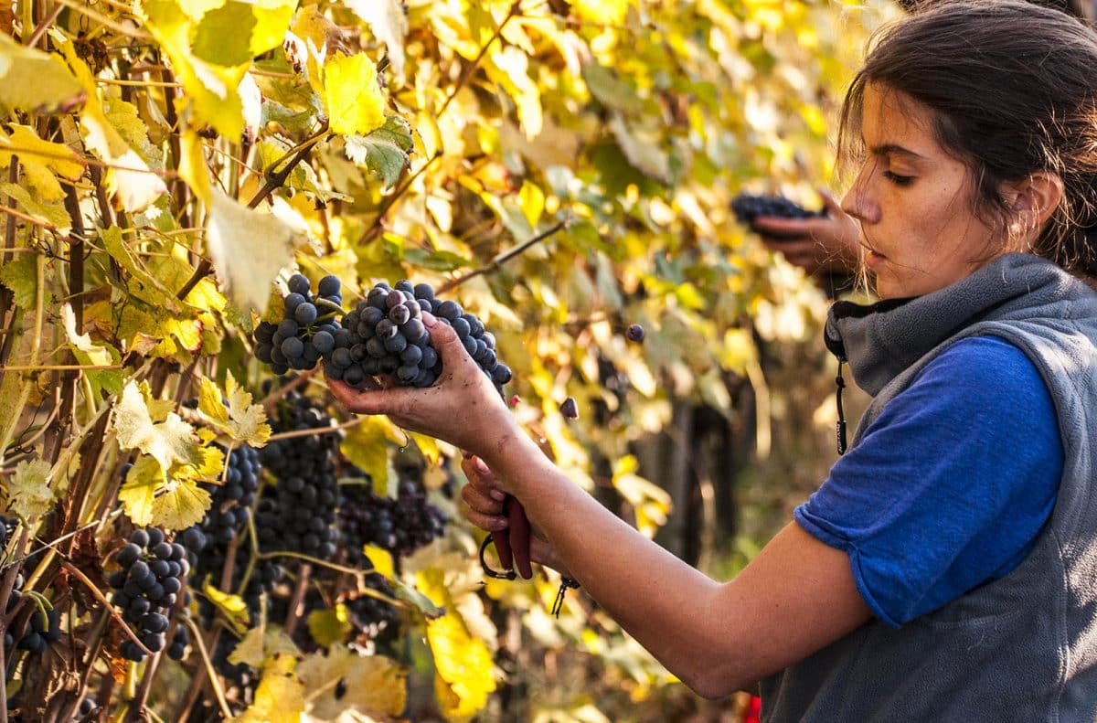 vin rouge de Giulia Negri