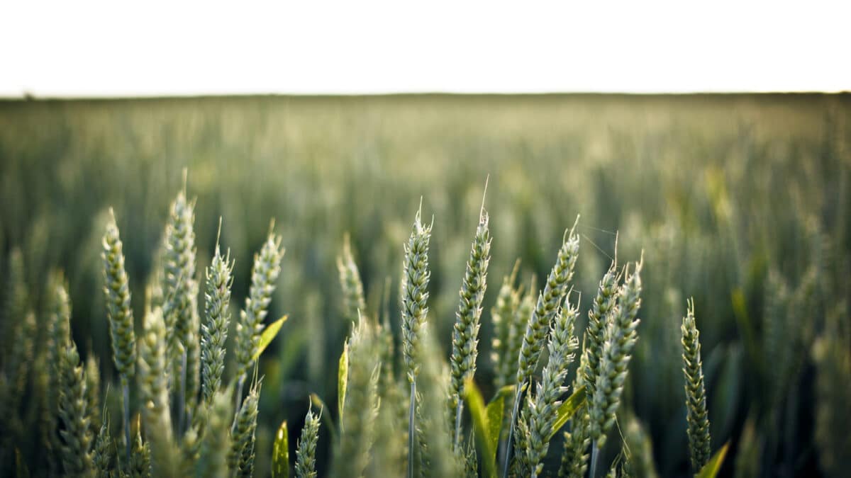 Le ray-grass sur blé : une solution durable pour une agriculture prospère