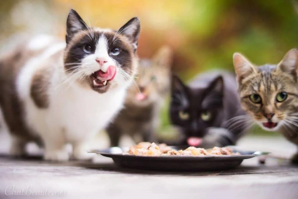 Chat en train de jouer avec un jouet pour favoriser son activité physique